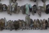 CCH646 15.5 inches 4*10mm - 6*14mm labradorite chips beads