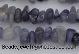 CCH659 15.5 inches 5*8mm - 6*10mm iolite gemstone chips beads