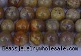 CFC201 15.5 inches 6mm round fossil coral beads wholesale