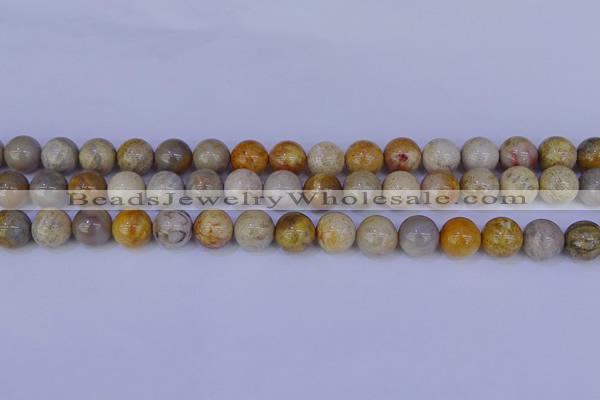 CFC203 15.5 inches 10mm round fossil coral beads wholesale