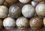 CFC322 15.5 inches 8mm round fossil coral beads wholesale