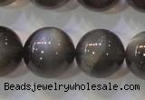 CMS861 15.5 inches 12mm round A grade natural black moonstone beads